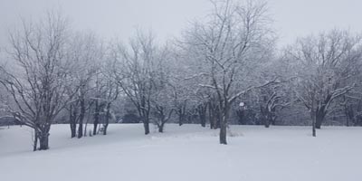 Osage Orange Trees Winter